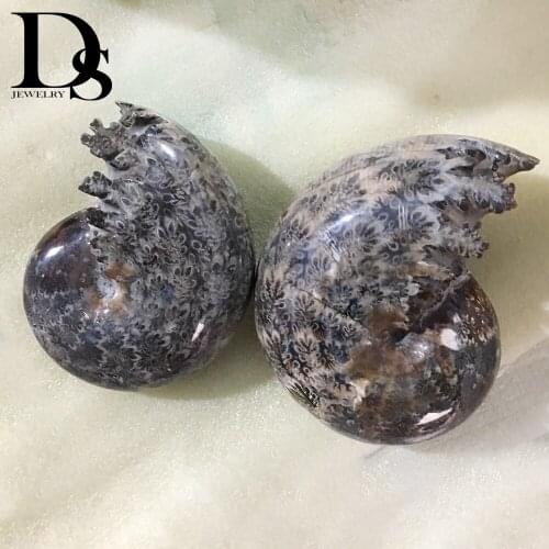 300-400g Natural Ammonite Snail Fossil Minerals Specimen Ocean Conch Madagascar For Home Decoration Gift