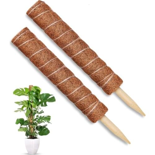 Stretching plants climbing poles,climbing vines moss-covered plants postscoconut palms help support plant growth