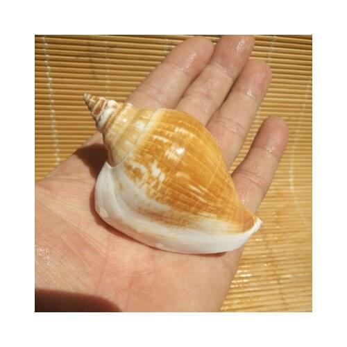 Natural Conch Shell Rich Phoenix Snail Fish Tank Landscape Window Design Decoration Collection Specimen Snail