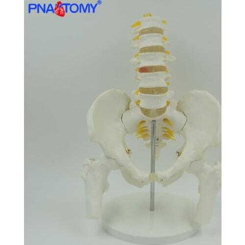 Life Size Adult Vertebra Lumbalis and Pelvis Bone Model Femur Human Lumbar Vertebra Male Pelvic Anatomy Skeleton Spine Nerves