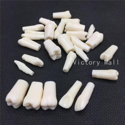 Removable Dental Model Dental Tooth Arrangement Practice Model With 28 pcs Dental Granule and Screw Teaching Simulation Model