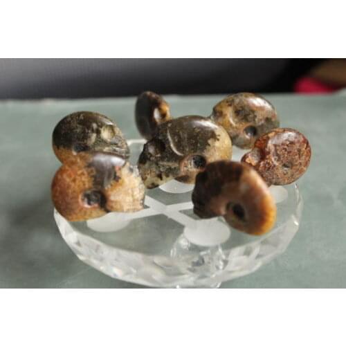 329g 7*NATURAL Conch fossil Crystal carves skull HEALING +stand