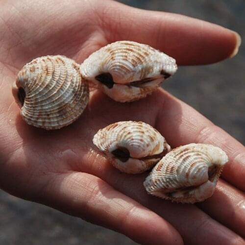 3-4cm Flower basket curtain clam collection rare specimen teaching diagonal clam scallop clam natural conch shell paleontology