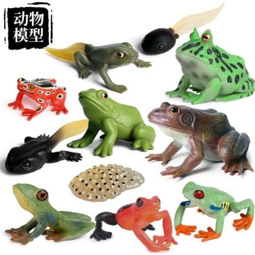Simulation Amphibian Animals Frog Life Cycle Stages Action Figures Tadpole Bullfrog Toad Model Collection Educational Toys Gifts