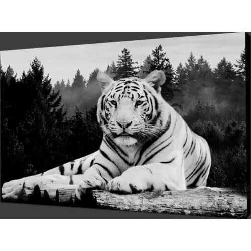 Wild White Tigers Posters and Prints Modern Decor Wall Art Canvas Painting Animals HD Decorative Picture for Living Room Quadros
