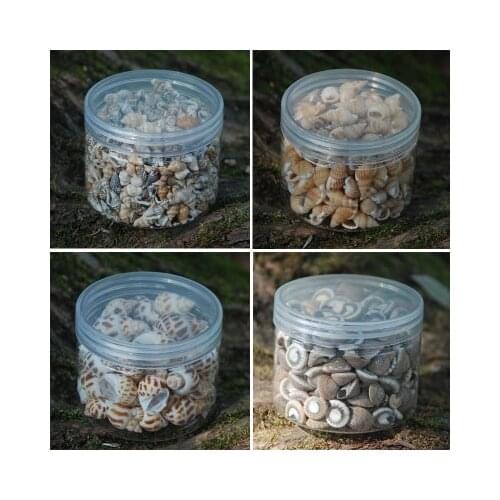 Natural conch, selected shells, storage gifts, gifts for friends, canned seashells, barreled home decoration