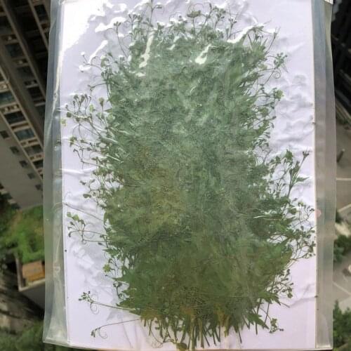 250pcs Pressed Dried Cardiospermum Halicacabum Leaves Flower Plant Herbarium For Jewelry Postcard Invitation Card Phone Case DIY