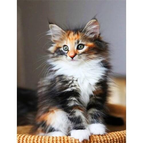 Diy Diamond Painting cute cat Cross Stitch Needlework Full Square 5D Diamond Embroidery kitten animal cartoon Home DecorZP-3081