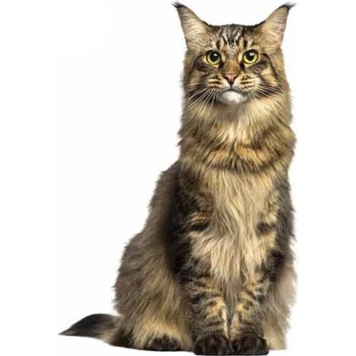 13cm x 9.1cm for Norwegian Forest Cat Motorcycle Car Stickers 3D Funny Graffiti Sticker Fashion Motorcycle Bumper