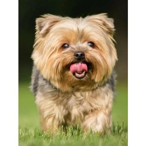 New arrival Embroidery Rhinestone cute pet 5d Diy Diamond Painting Cross Stitch Yorkshire Terrier Dog Full Mosaic kit Home Decor