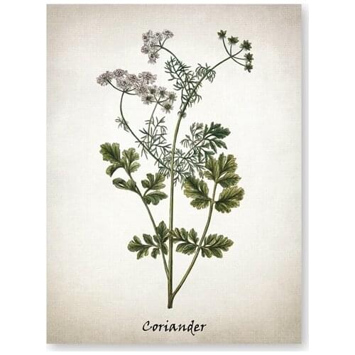 Herb Art Painting Vintage Herbal Illustrations Culinary Herbs Botanical Kitchen Wall Art Picture Decor Kraft paper poster