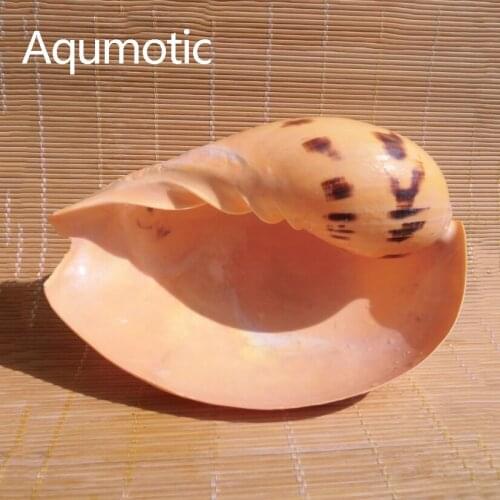 Aqumotic India Volute Coconut Snail Shell Yellow Conch Melo Big Not Shellfish Tank Home Aquarium Landscaping Decoration