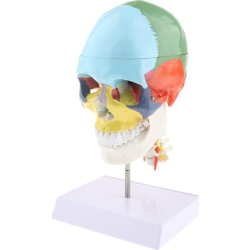 1:1 Colored 22 Parts Human Head Skull With Cervical Vertebra Anatomy Model, a great addition to your lab ornament supplies
