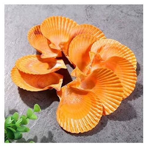 Natural Shells Assortment for DIY Beads Jewelry Candles Making,Vase fillers Conch, Beach Decorations Shells for Crafts