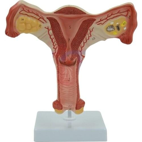 Life Size Educational Tool Female Uterus Teaching Resources Anatomical Model Anatomy Body Parts Medical Supplies and Equipment