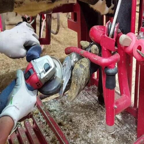 Hoof Trimming Disc Professional Electric Hoof Repair Tool High Working Efficiency and Durable GQ