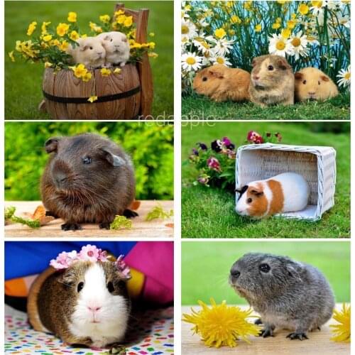 DIY Diamond Painting Guinea Pig 3d Embroidery cross Stitch Kits Drill Full square mosaic Rhinestone painting cute pet picture