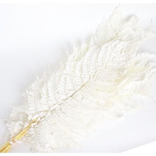 10pcs Natural Fresh Preserved Fiddlehead Ferns,Eternelle Flower Leaves for Wedding Party Home Decoration Accessories