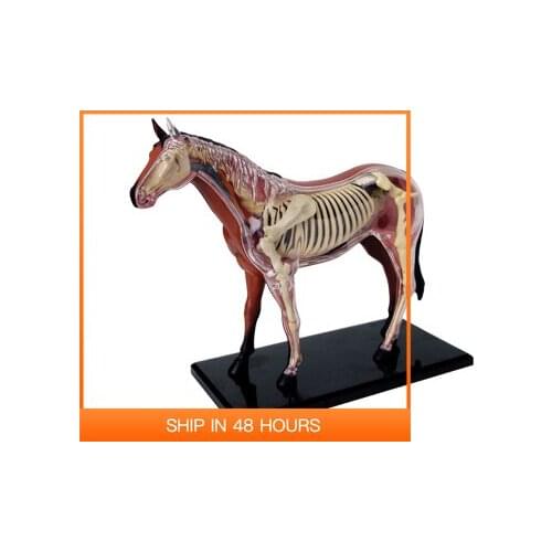 4D Animal Puzzle Horse Toys Anatomical Models Detachable DIY Children Gifts Educational Tool School Used 26101