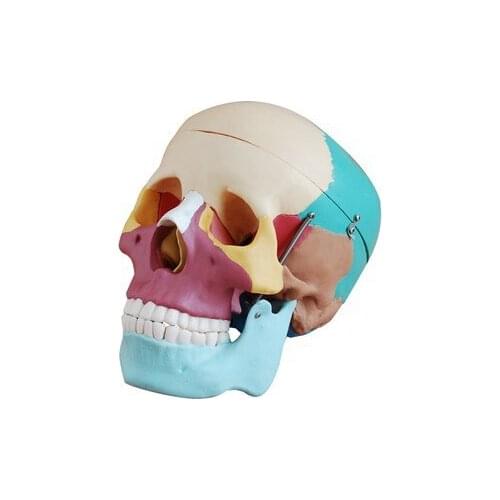 1:1 Life Size Colored Humans Skeleton Anatomical Model Assembled Skeleton Model Medical Science Humans Skull Human Anatomy Model