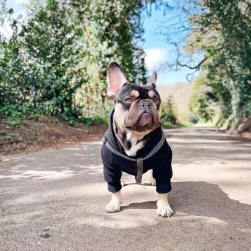 New Style Autmn Dog Hoodie Pet Clothes For Small Medium Dogs Teddy Chihuahua Schnauzer Pug Jacket Coat Sweater LXC43