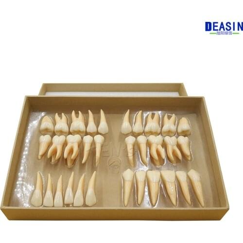 Good Quality 2.5 times 32pcs adult Communication Models Dental gift Tooth permanent teeth model Dentistry