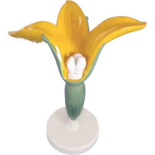 Cucumber female flower model