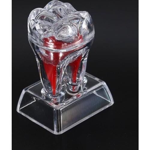 Dental demonstration model Plastic Teeth model Molar Crystal Base Separable separe Teaching