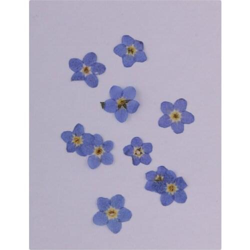 10 Piece Pressed Real Dried Flowers Forget Me Not for Resin Ornament Jewelry Making
