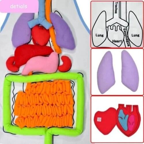 Montessori Early Education Children Three-Dimensional Simulated Organ Apron Science Physiological Education 3D Apron SDF-SHIP