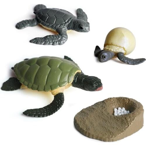 Tortoise Growth Cycle Action Figure Models Simulated Animal Adornments Cognitive Toys
