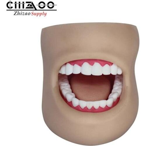 Human Dental Teeth Care Model With Cheek