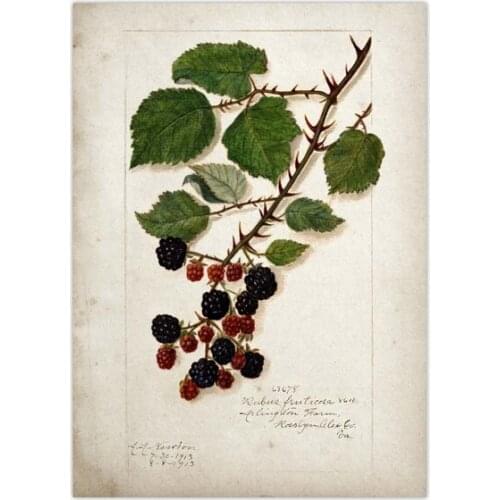 Cartel del mercado de frutas frescas, cartel de hojalata de Metal de morera, 8x12 pulgadas, Retro, granja, fruta , hogar, cocina