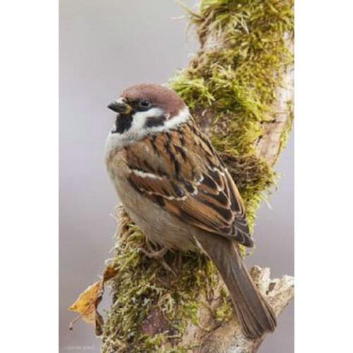 DIY 5D Diamond Painting cross stitch sparrow full square Diamond embroidery pattern Room Decorate Rhine stone Mosaic Picture