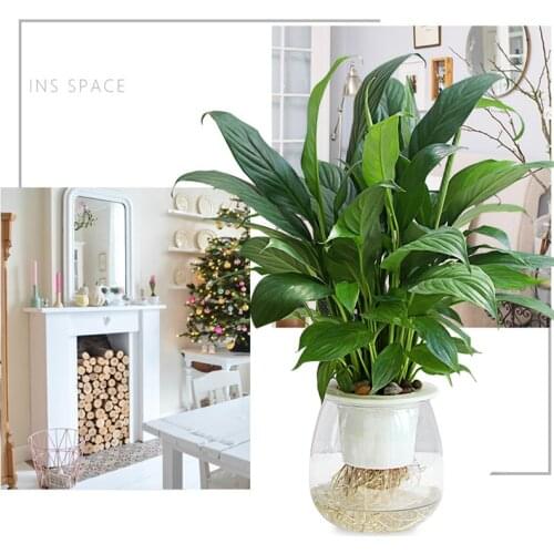 Self Watering Planter Pots Mini Round Design Succulent Plant Pot Indoor Home Garden Modern Decorative Pot H88F