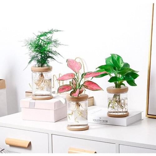 Стеклянные горшки GCDHome China At AliExpress