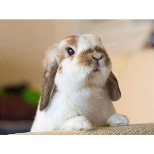 DIY Diamond Painting By Number Kits,DIY Diamond Painting Kit for Home Wall Decoration Cute Rabbit for Home Wall Decor