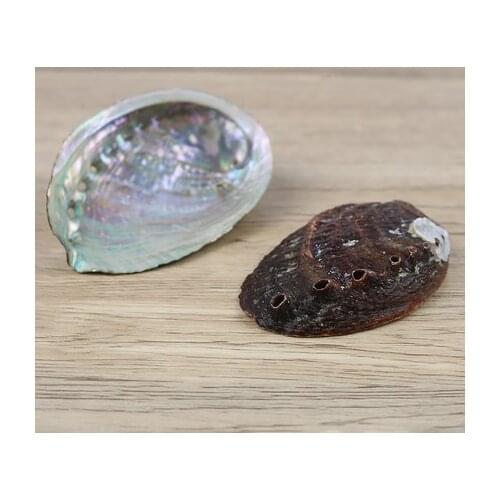 2pcs 6-7cm Abalone Shell Nautical Decor Seashell Beach Wedding Shells Ocean Decor Jewelry DIY Fish tank landscaping home Adornme