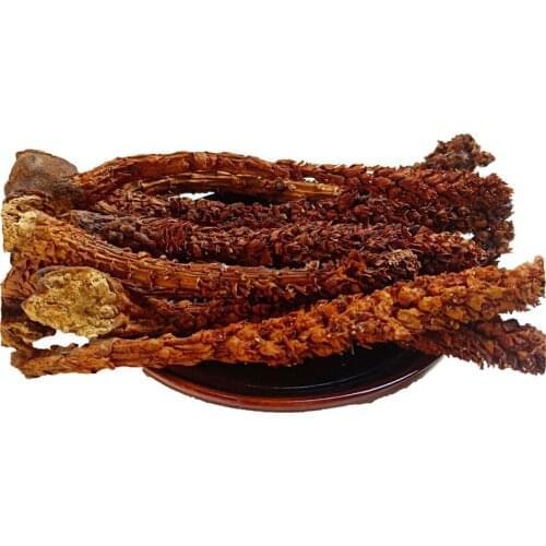 RUSSIAN BOSCHNIAKIA OROBANCHE COERULESCENS BOSCHNIAKIA ROSSICA NOT OLD GRASS BU LAO CAO