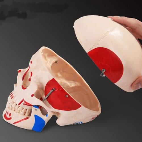 Human Muscle Coloring Skull Model Detachable Anatomy Head Skeleton Model BIX-A1012