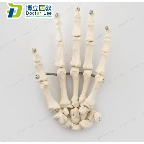Life Size Plastic Human Hand Skeleton Anatomy Model for Medical Teaching Demonstration
