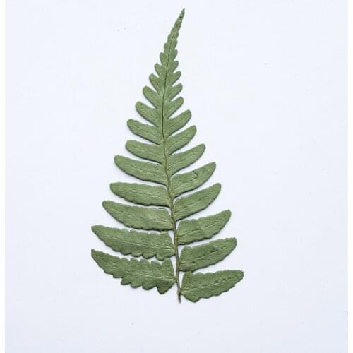 250pcs Pressed Dried Flower Diplazium donianum Leaf Herbarium Epoxy Jewelry Bookmark Phone Case Makeup Nail Art Craft DIY