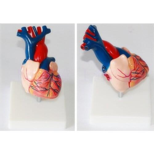 Human heart anatomical model natural size heart model 1: 1 model of cardiac structures