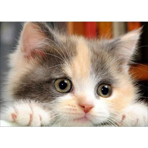 5D Diamond painting kit, embroidered diamond kit, all round cute cat crystal strain paint