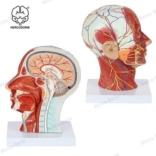 Human Half Head Superficial Neurovascular Model with Musculature, Life Size Anatomical Head Model Skull and Brain for Medical
