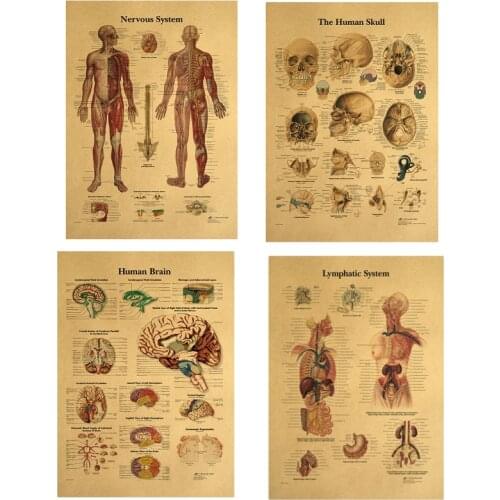 The Human Body Muscular System Structure Poster Human Anatomy HD Kraft Paper Decals Bar Home Decor Retro Paper Painting 42x30cm