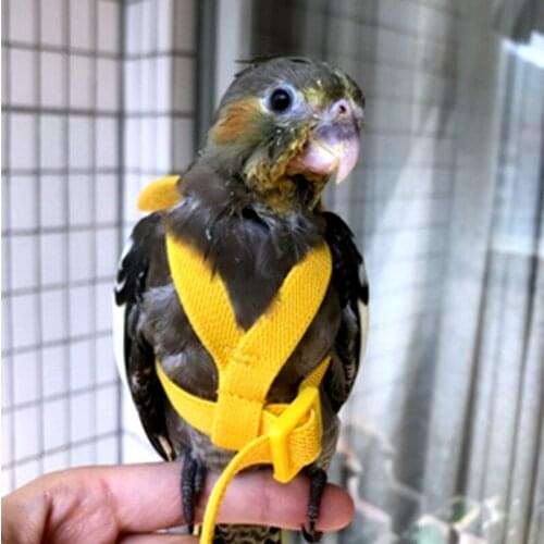 Parrot Harness And Leash Set Adjustable Outdoor Flying Training Rope With Wing For Small Medium Birds Cockatiel Macaw Budgie
