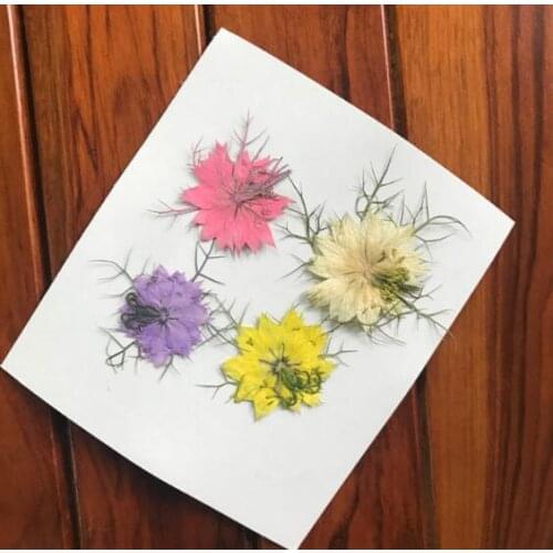 Beautiful Real Pressed Flower Leaves Dried Flowers for Art Craft Scrapbooking Resin Jewelry Bookmark