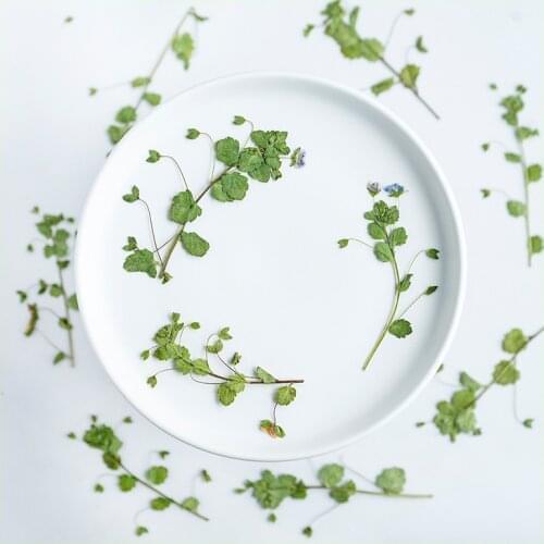 60pcs Pressed Dried Flower Veronica didyma Tenore With Stem For Nail Art Jewelry Bookmark Phone Case Invitation Card DIY