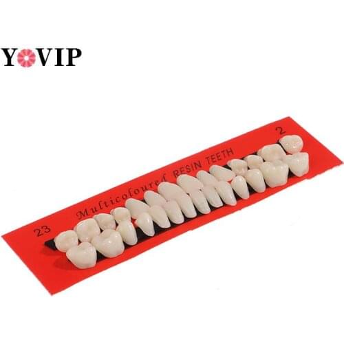 28Pcs/Set Resin Teeth Model Durable Dentures Universal Resi False Teeth Dental Material Teeth Teaching Model Dedicated Teeth